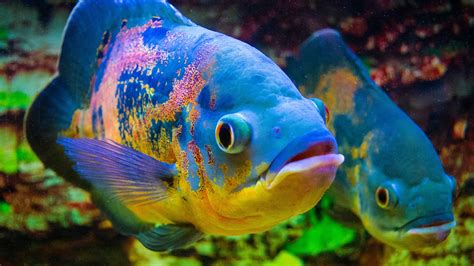 best food for oscar fish|what fish can live with oscars.